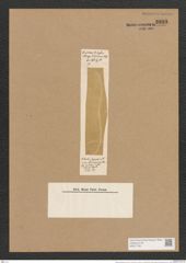 Nitzschia superba Lend.-Fortm. (de-Toni-Nr.: Genus 47, Species 2021) Zeichnungen Sammlung Grunow Nr. 3999 (NHMW-BOT-W0371790)